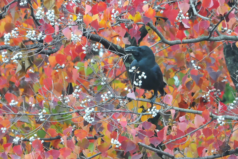  ハシブトガラス　内里　八幡市　2015/11/09　Photo by Takase