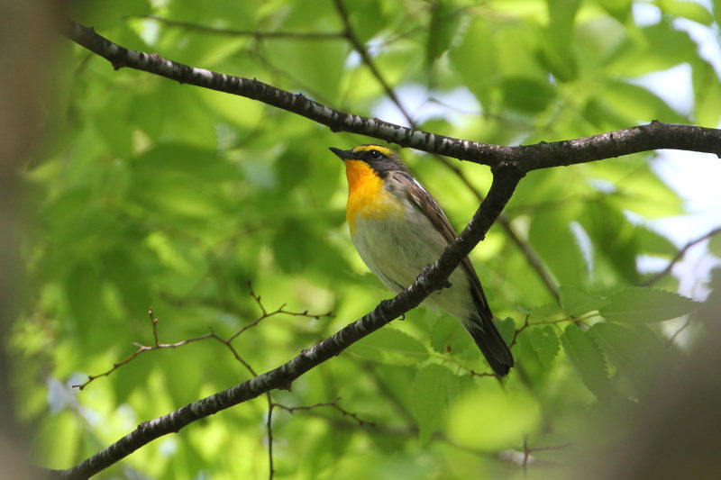 キビタキ(2態-2) 大阪城 2016/05/01 Photo by Manda キビタキ(2態-2) 大阪城 2016/05/01 Photo by Manda