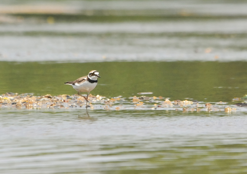 コチドリ　大谷川　八幡市　2016/05/21　Photo by Takase