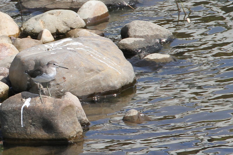 クサシギ （４態-1）　荏原城址の野鳥たち　2015/09/27　荏原城跡　松山　Photo by Manda