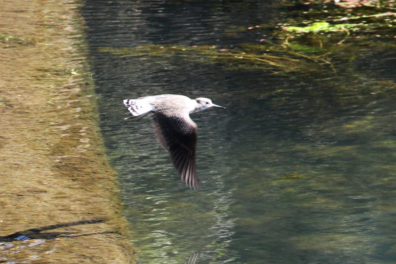 クサシギ　2015/10/16　荏原城跡　松山　Photo by Manda