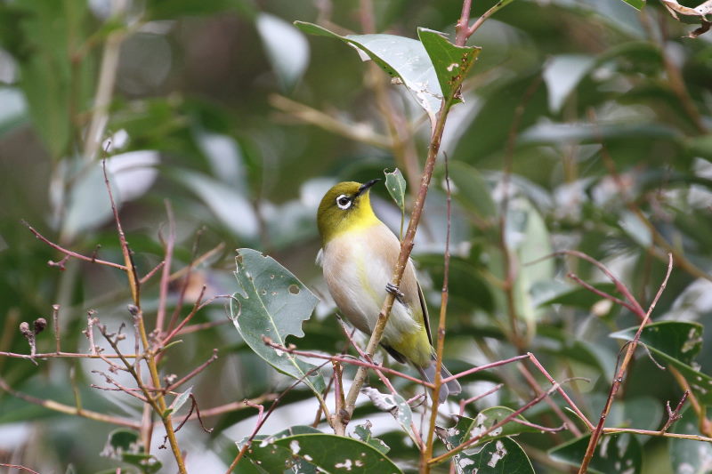 メジロ　淀川左岸　枚方市　2016/02/13　Photo by Manda