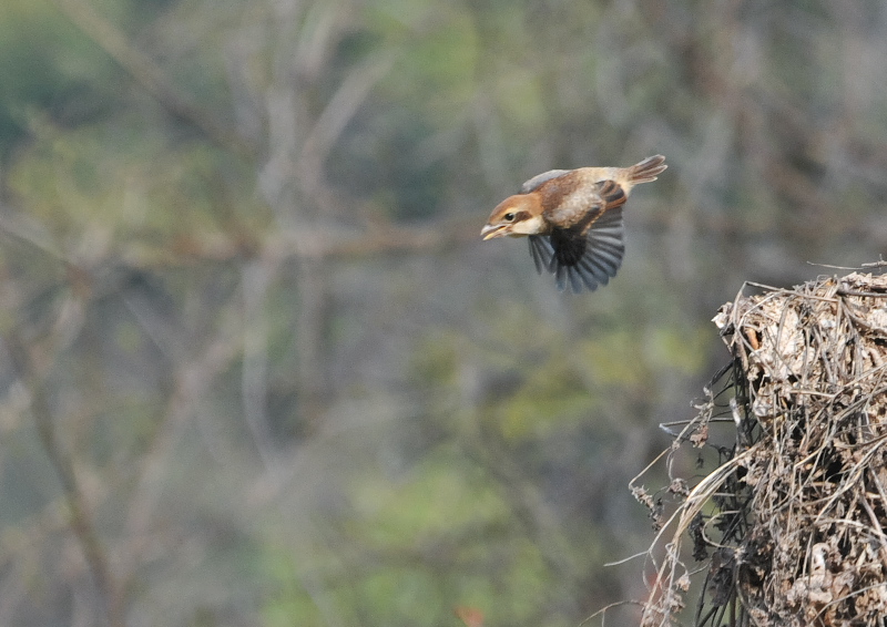 モズ親子 （11態-8）　背割堤　八幡市　2016/04/11　Photo by Takase