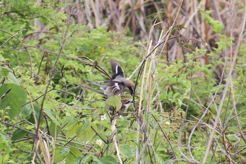 モズ （２態-1）　木津川　2016/05/03　Photo by Manda