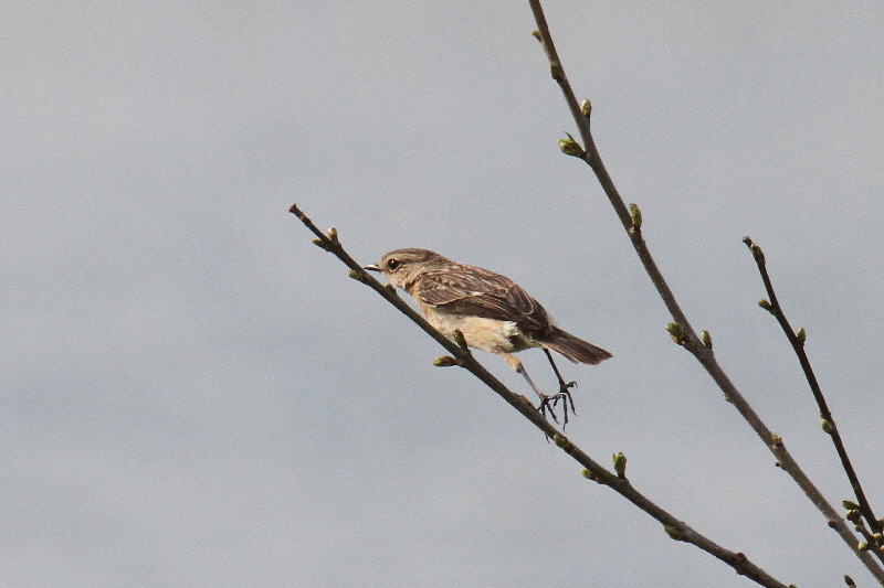 ノビタキ(10態-8) 防賀川(八幡市)&枚方左岸(枚方市) 2019/04/07-16 Photo by Manda (写真提供: 萬田) ノビタキ(10態-8) 防賀川(八幡市)&枚方左岸(枚方市) 2019/04/07-16 Photo by Manda (写真提供: 萬田)
