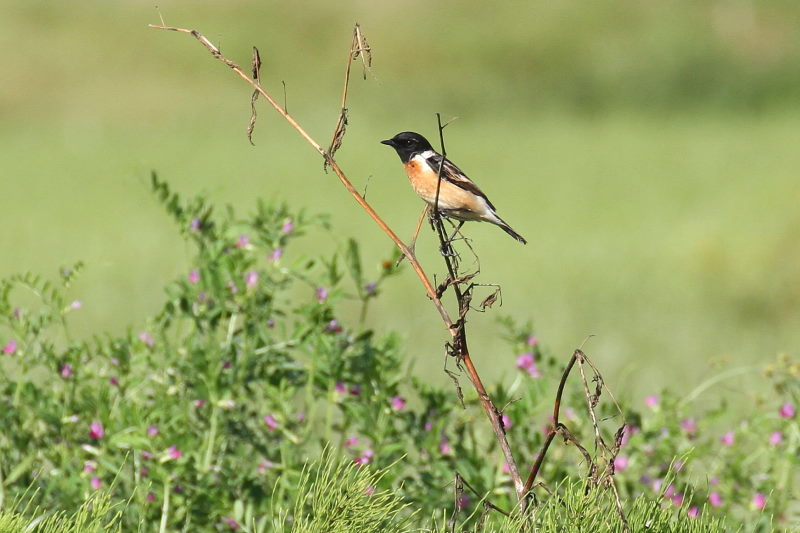 photo8　ノビタキ