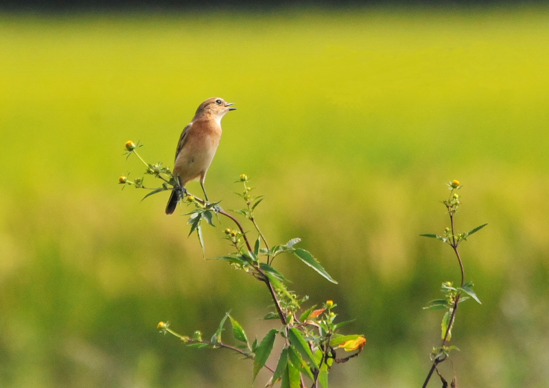 今が旬だよ　大谷川のノビタキたち （４態-4）　八幡市　2016/10/02　Photo by Takase