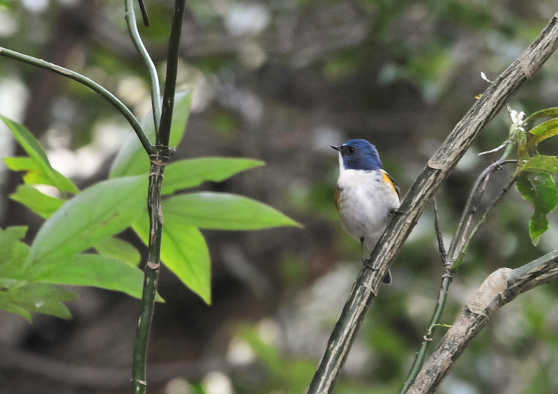 男山の鳥たち（１２態-8）　男山　八幡市　2018/01/27 - 02/28　Photo by Takase　（写真提供：　高瀬）