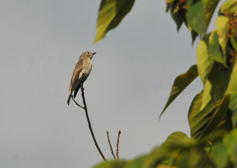 男山の野鳥たち （１０態-8）　男山　八幡市　2016/07/29 - 09/19　Photo by Takase