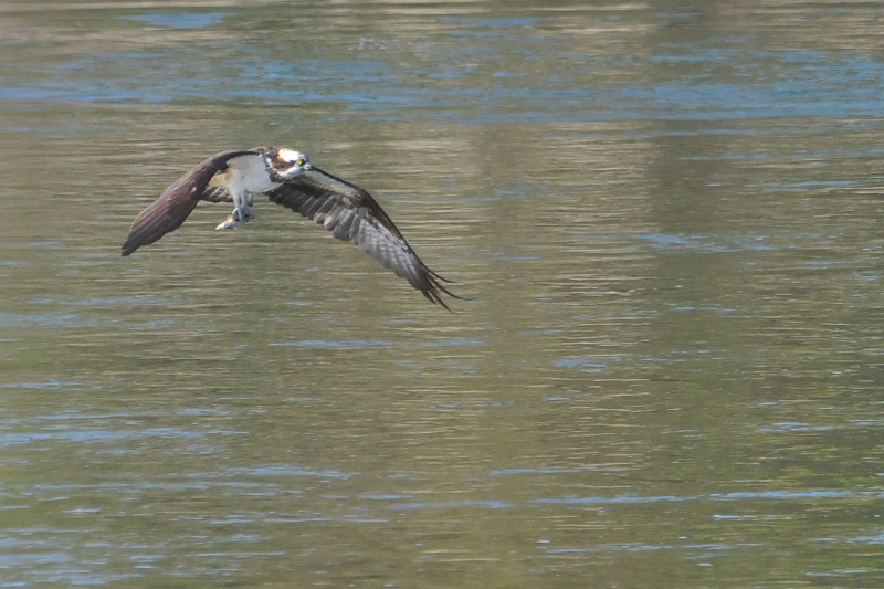 ミサゴ （３態-3）　三川橋本　八幡市　2015/11/16　Photo by Takase