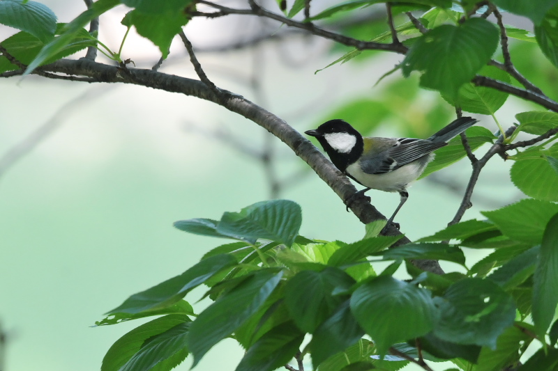 今が旬だよ　さくら公園の野鳥たち　シジュウカラ　八幡市　2015/04/30　Photo by Takase