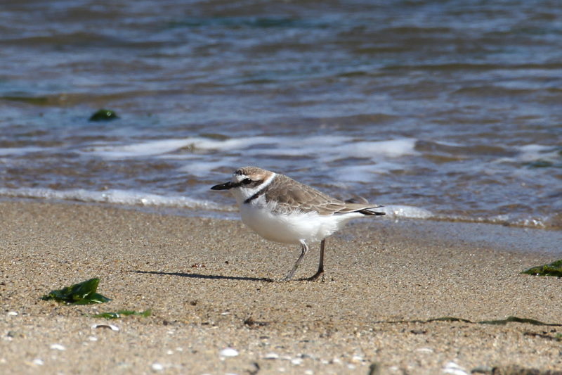 雲出川の水鳥たち（13態-8）　雲出川　三重県　2016/11/09　Photo by Manda　（写真提供：　萬田）
