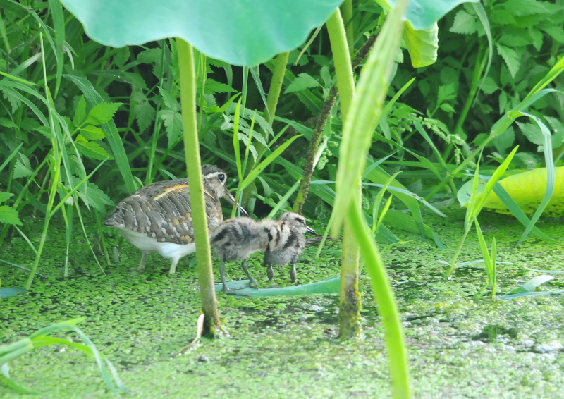 タマシギ親子　枚方市　2016/06/13　Photo by Takase