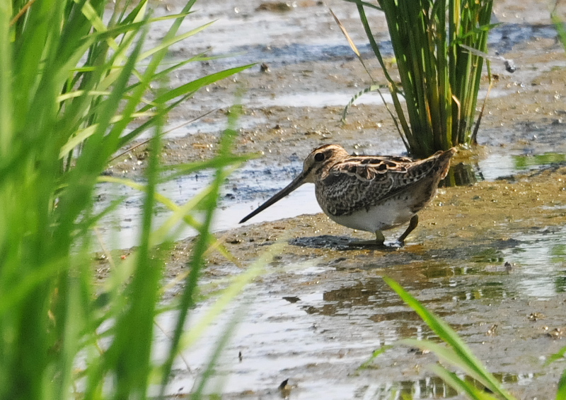 今が旬だよ　内里の野鳥たち （８態-8）　内里　八幡市　2016/09/01-09/06　Photo by Takase