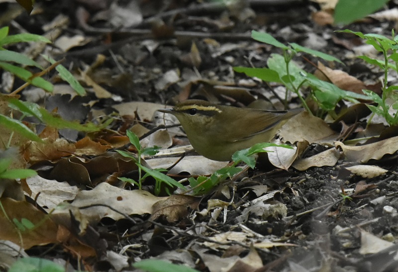 ヤブサメ （４態-4）　大阪城　大阪市　2016/09/14　Photo by Hayashi