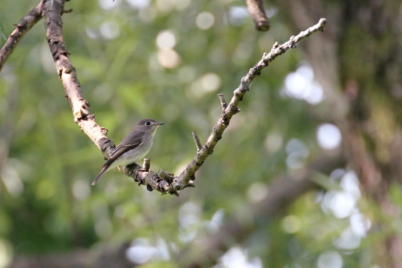 photo8　コサメビタキ　2015/09/23　　photo by manda