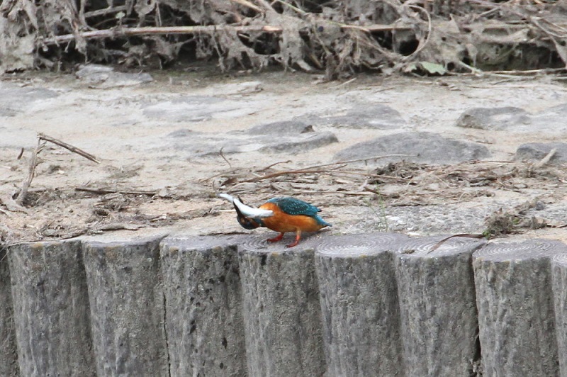 カワセミ（１１態-8）　大谷川　八幡市　2017/11/21　Photo by Manda