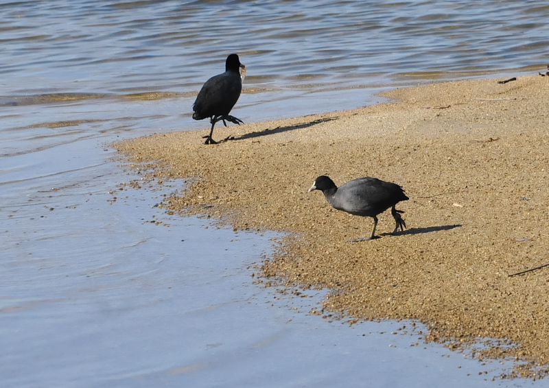 淀川左岸の鳥たち（１０態-8）　淀川左岸　枚方市　2018/01/24-30　Photo by Takase　（写真提供：　高瀬）