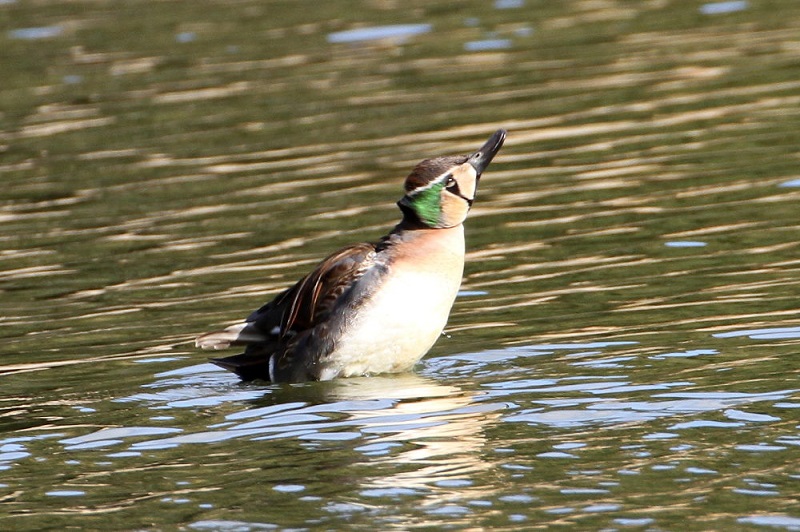 トモエガモ　山田池公園　枚方市　大阪府　2018/01/03　Photo by Manda　（写真提供：　萬田）
