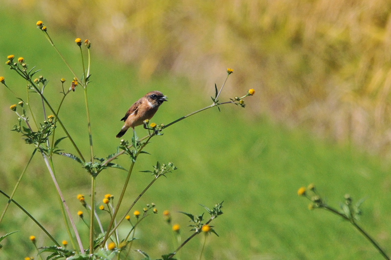 ノビタキ （１２態-9）　大谷川　八幡市　2015/10/07 - 2015/10/16　Photo by Takase