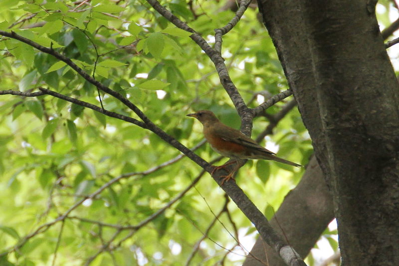 アカハラ 大阪城 2016/05/01 Photo by Manda アカハラ 大阪城 2016/05/01 Photo by Manda