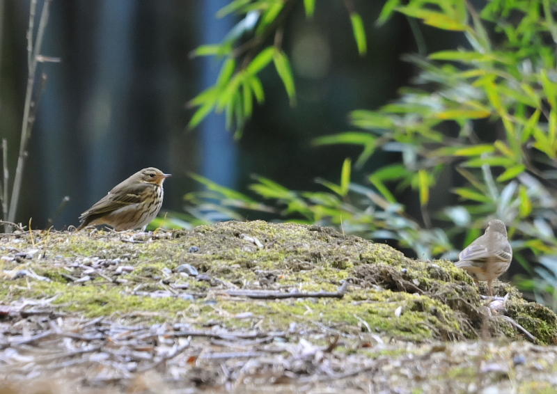 男山の鳥たち（１２態-9）　男山　八幡市　2018/01/27 - 02/28　Photo by Takase　（写真提供：　高瀬）