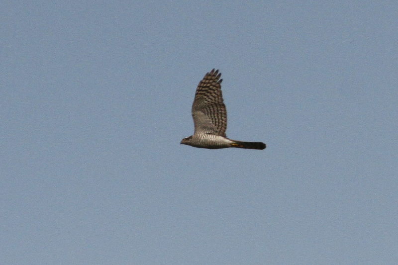 11月 出会った八幡の猛禽類（９態-9）　八幡市　2016/11/04-11/18　Photo by Manda　（写真提供：　萬田悠二）