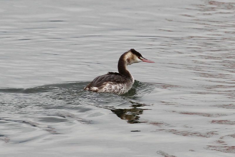カンムリカイツブリ　淀川左岸　枚方市　2016/02/13　Photo by Manda