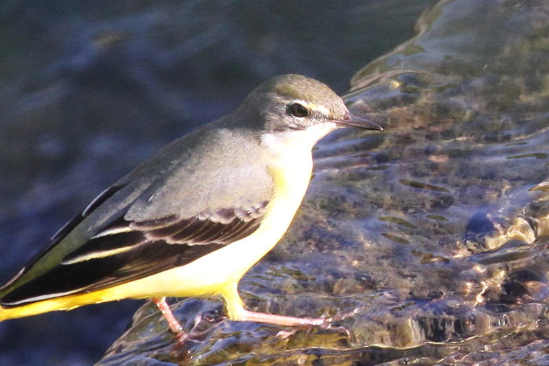 キセキレイ　2015/10/16　荏原城跡　松山　Photo by Manda