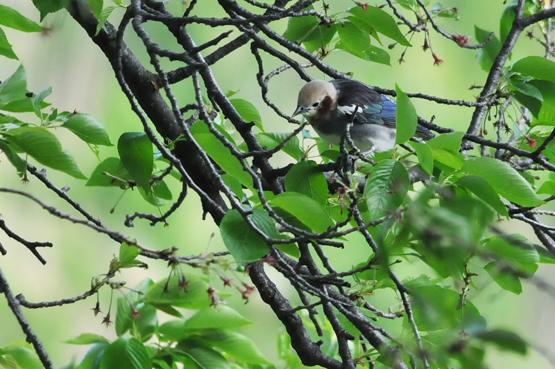 今が旬だよ　背割堤の野鳥たち　コムクドリ （３態-2）　八幡市　2015/04/21　Photo by Takase