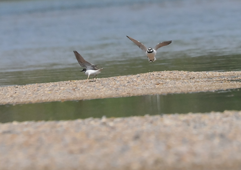 コチドリ　大谷川　八幡市　2016/05/21　Photo by Takase