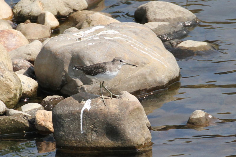 クサシギ （４態-2）　荏原城址の野鳥たち　2015/09/27　荏原城跡　松山　Photo by Manda