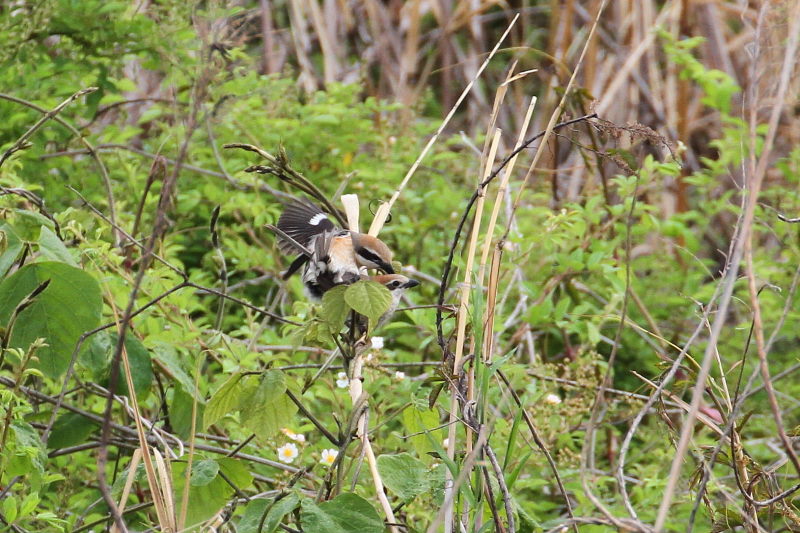 モズ （２態-2）　木津川　2016/05/03　Photo by Manda