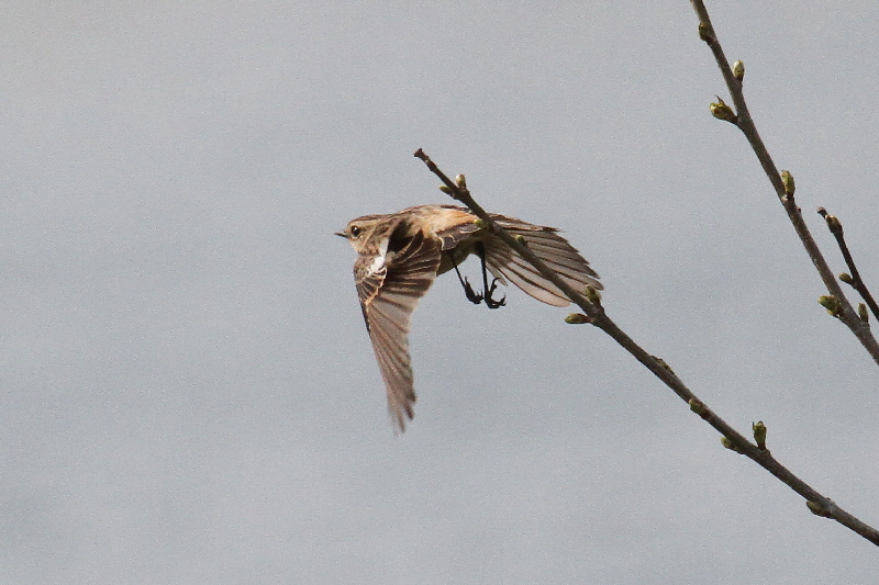 ノビタキ(10態-9) 防賀川(八幡市)&枚方左岸(枚方市) 2019/04/07-16 Photo by Manda (写真提供: 萬田) ノビタキ(10態-9) 防賀川(八幡市)&枚方左岸(枚方市) 2019/04/07-16 Photo by Manda (写真提供: 萬田)