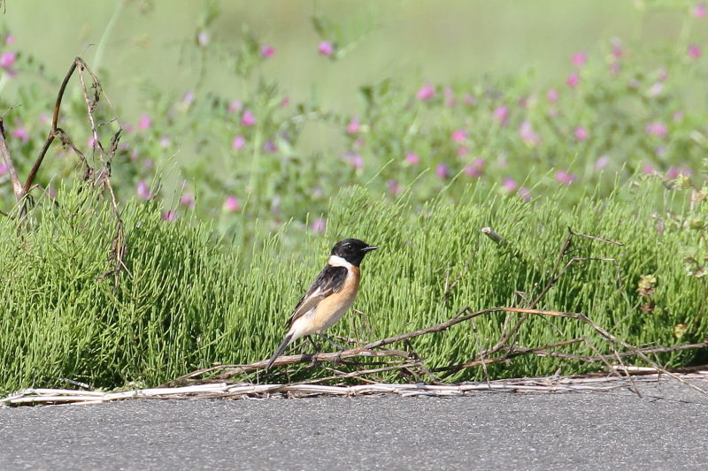 photo9　ノビタキ