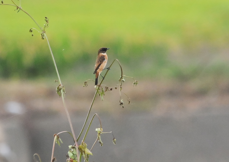 今が旬だよ　内里のノビタキたち （６態-5）　八幡市　2016/10/05　Photo by Takase