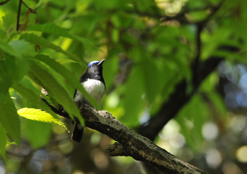 photo9　さくら公園の野鳥たち　八幡市　2016/04/19-04/30　Photo by Takase