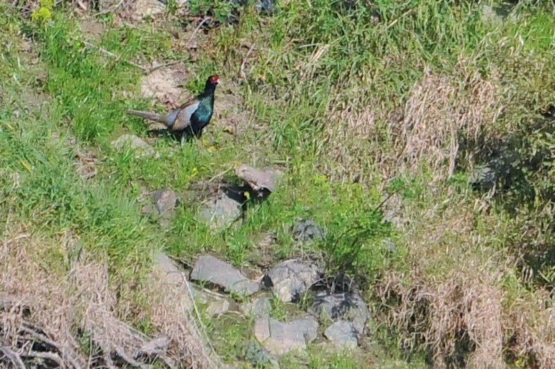  キジ　三川橋本　八幡市　2015/11/16　Photo by Takase