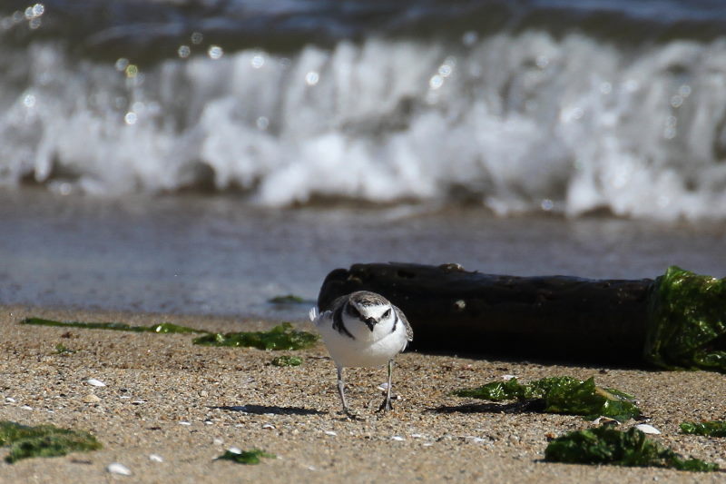 雲出川の水鳥たち（13態-9）　雲出川　三重県　2016/11/09　Photo by Manda　（写真提供：　萬田）