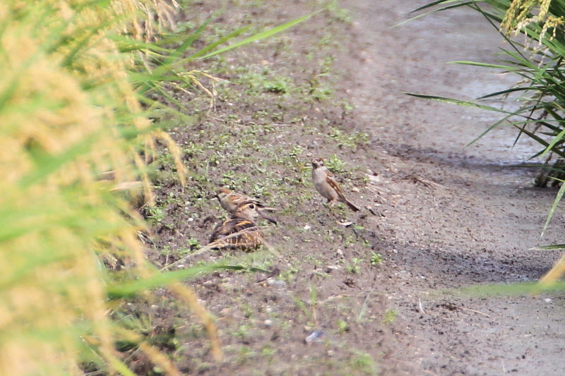 今が旬だよ　タマシギ （６態-6）　内里　八幡市　2016/10/02　Photo by Manda