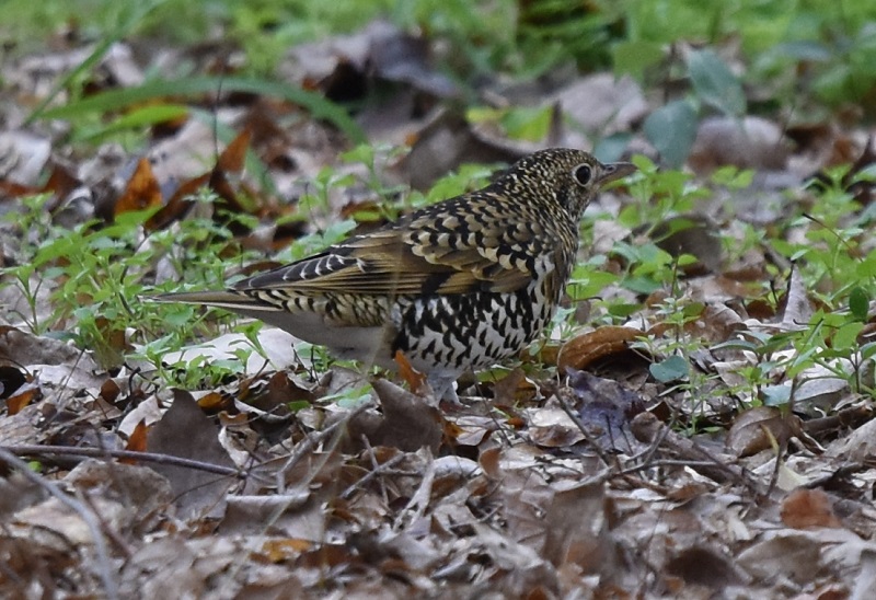大泉緑地公園の野鳥たち（１０態-9）　大泉緑地公園　堺市　大阪府　2016/12/28　Photo by Hyashi　（写真提供：　林）