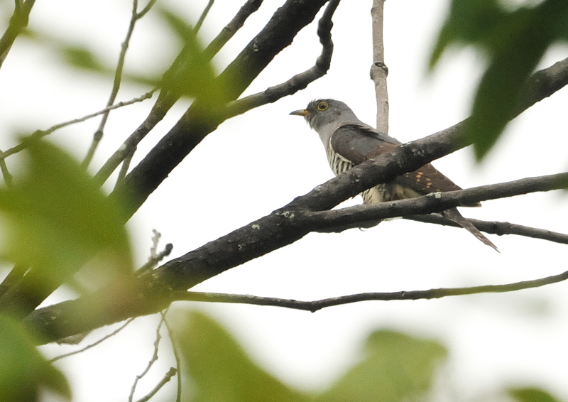 男山の野鳥たち （１０態-9）　男山　八幡市　2016/07/29 - 09/19　Photo by Takase