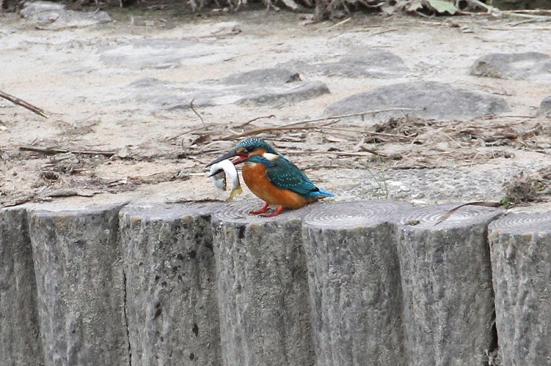カワセミ（１１態-9）　大谷川　八幡市　2017/11/21　Photo by Manda