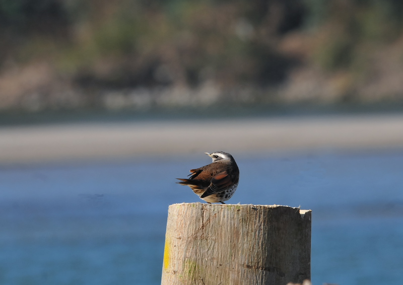 淀川左岸の鳥たち（１０態-9）　淀川左岸　枚方市　2018/01/24-30　Photo by Takase　（写真提供：　高瀬）
