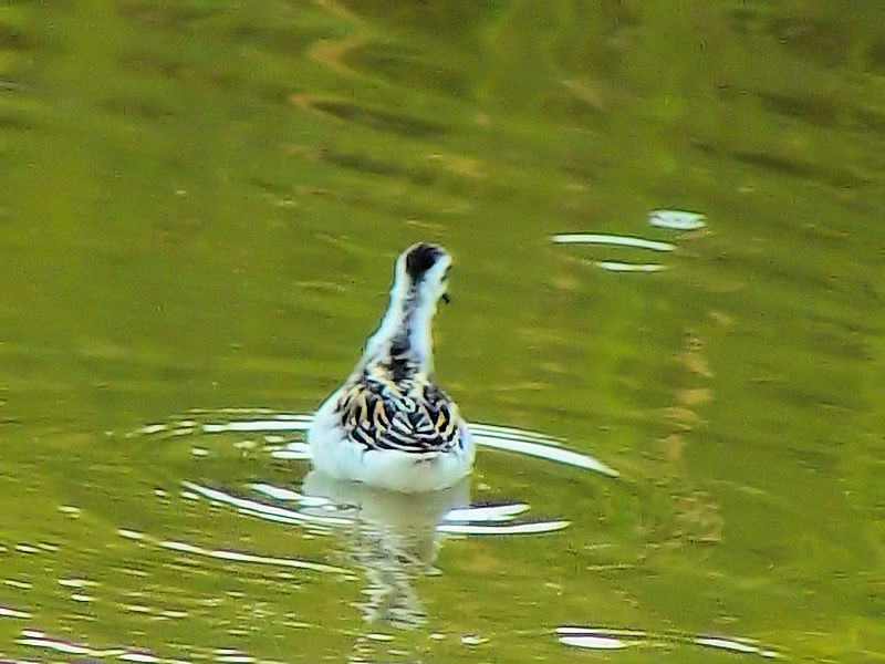 AJGqAVVM c iS-4j@c@s@2007/10/03@Photo by Kohyuh