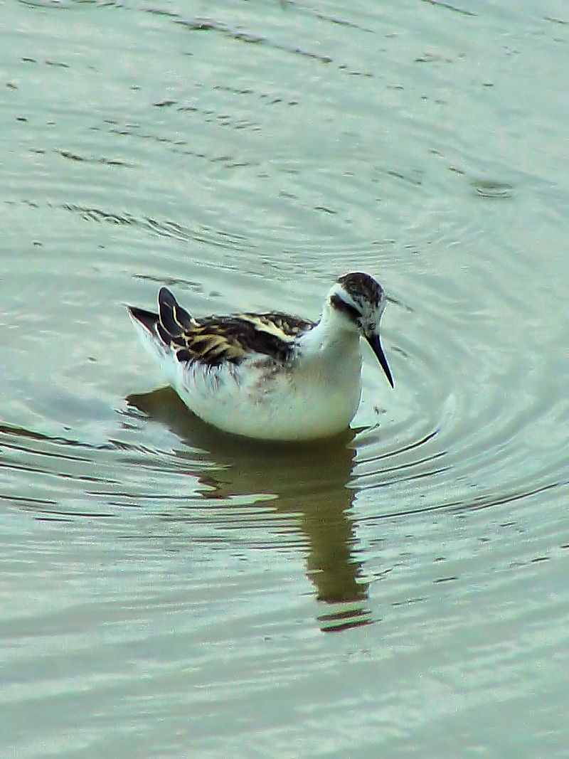 AJGqAVVM c iS-2j@c@s@2007/10/03@Photo by Kohyuh