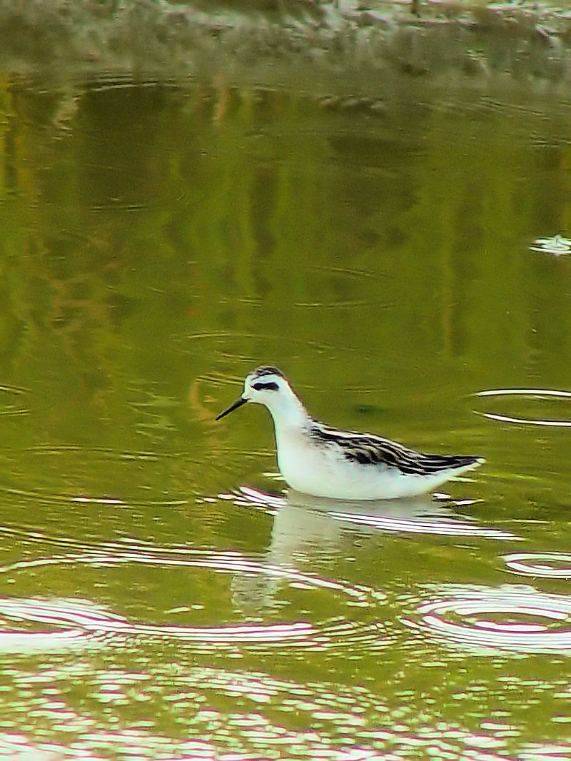 AJGqAVVM c iS-3j@c@s@2007/10/03@Photo by Kohyuh