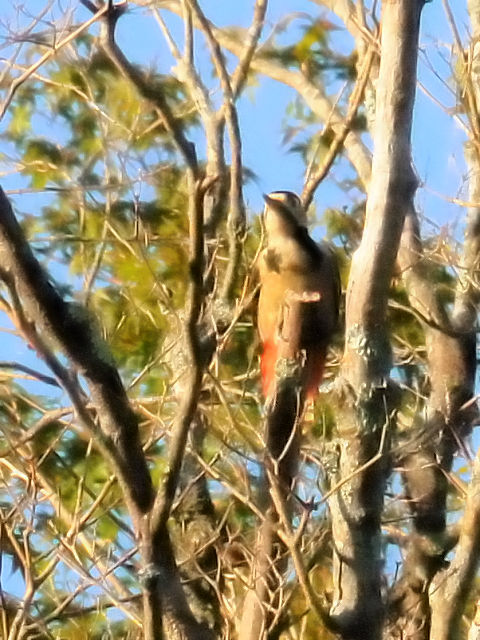 ① アカゲラ ♂ 成鳥 山中湖 山梨県 2011/09/19 Photo by Kohyuh ① アカゲラ ♂ 成鳥 山中湖 山梨県 2011/09/19 Photo by Kohyuh