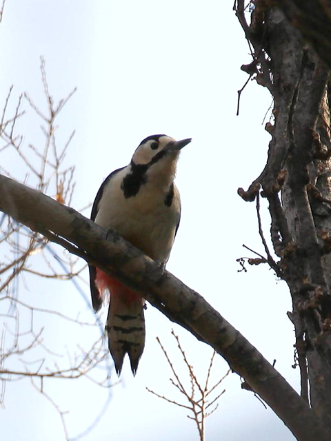 B AJQ @@@s@2013/03/06@ Photo by Manda@ʐ^񋟁F@ݓcj