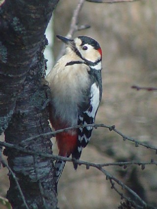 A-1 AJQ @@@ߋEكTN`A@kC@2008/02/01@ Photo by Kohyuh